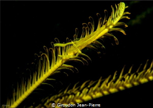 Yellow schrimp in a crinoide by Giroudon Jean-Pierre 